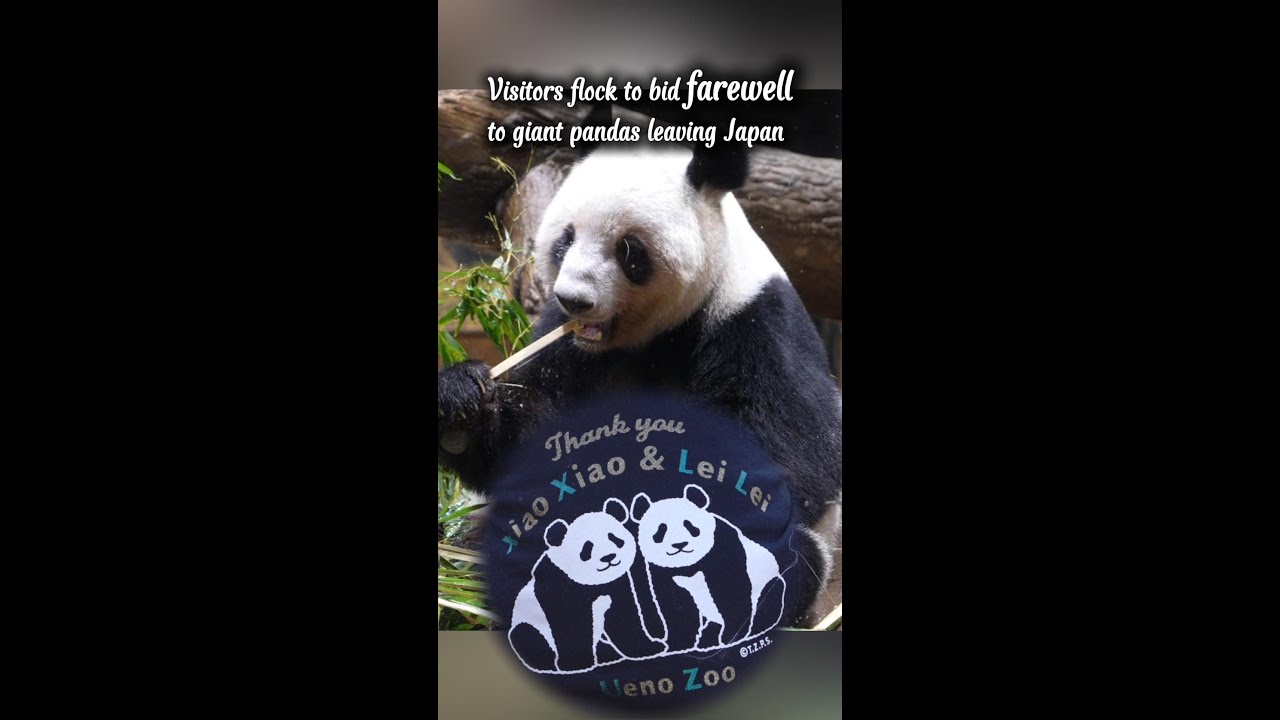 Visitors flock to bid farewell to giant pandas leaving Japan