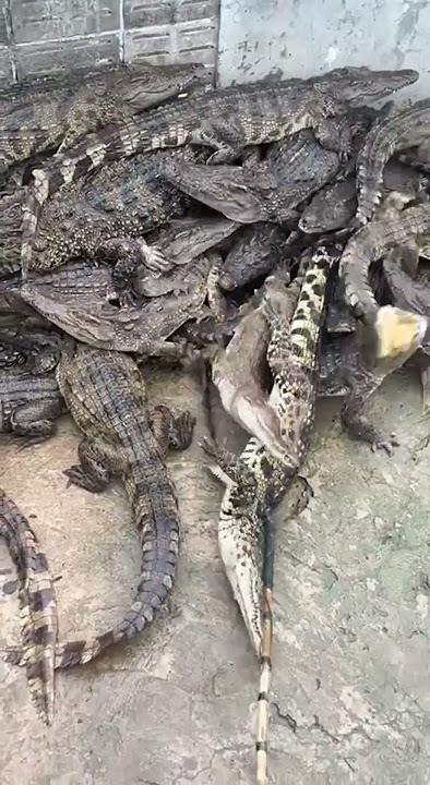 Measuring the Biggest Croc Ever Found!