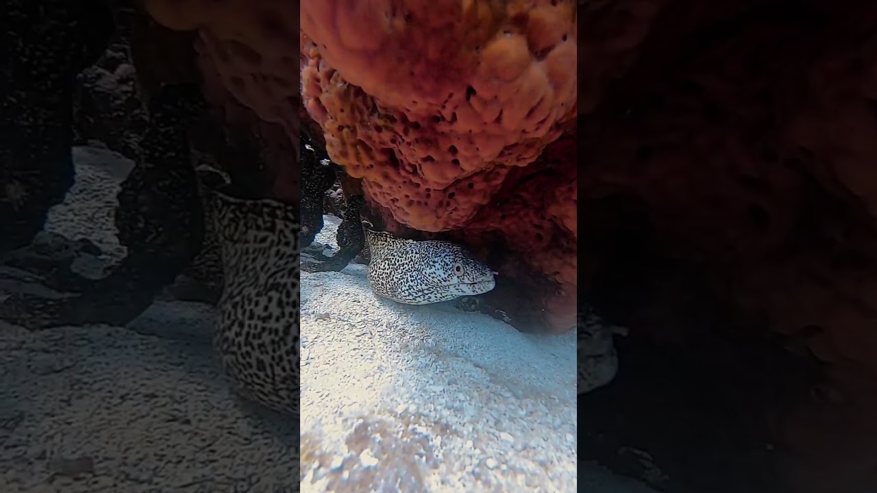 Classical day with Barefoot