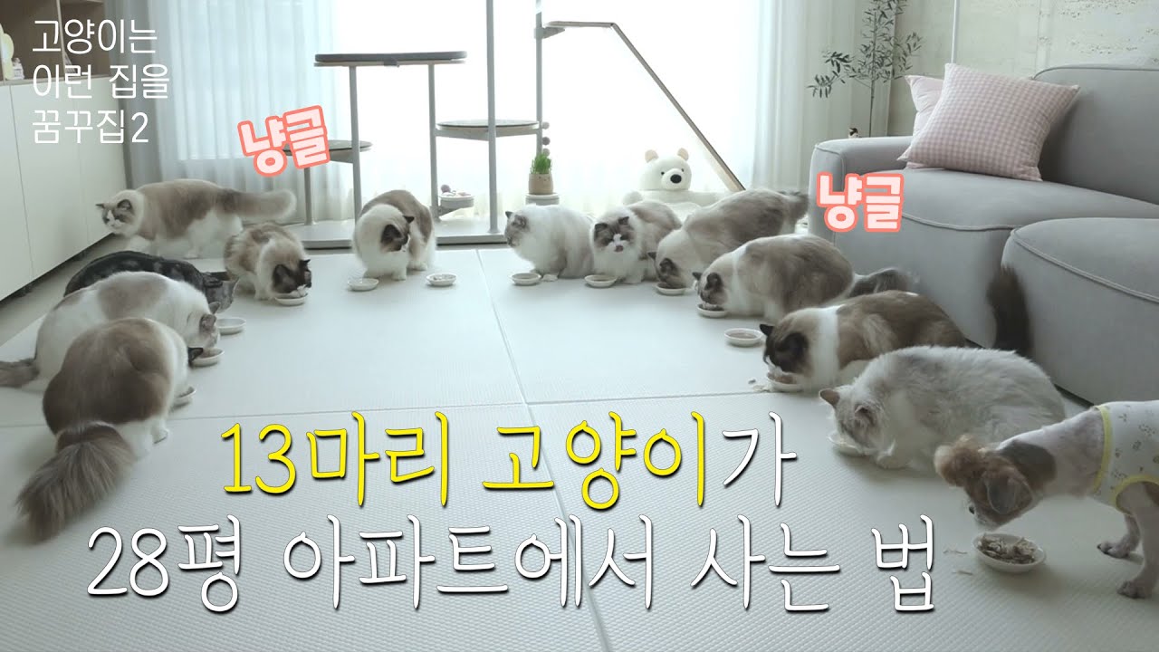 고양이를 위한 캣가구가 가득 근데 사람 가구는 하나도 없다니?ㅣ고꿈집 구경하러 @Arirang은 고양이들내가 주인 이 떴다!! ㅣ나도 저 집 고양이 할래 야옹~