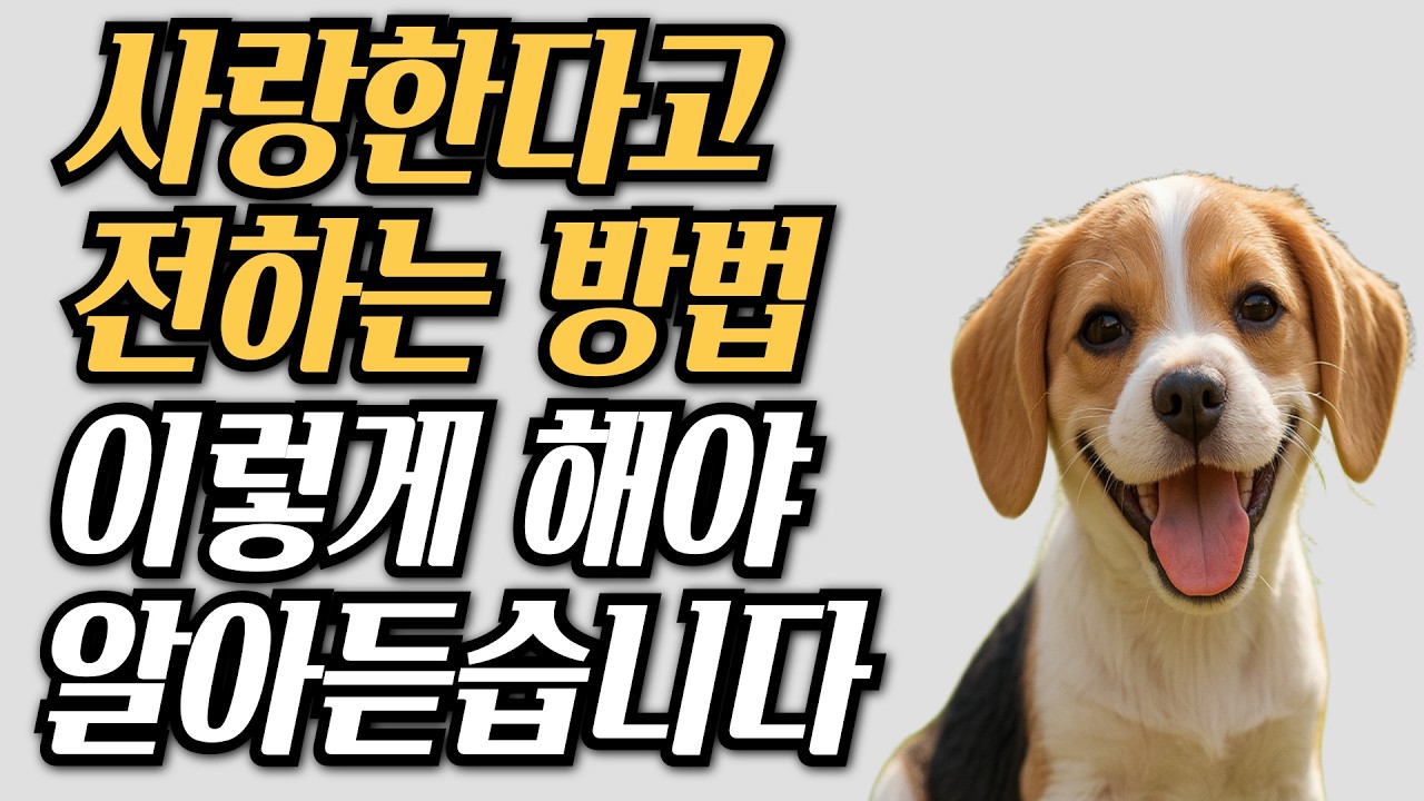 강아지에게 사랑한다고 말해도 절대 모릅니다. 이렇게 해보세요.
