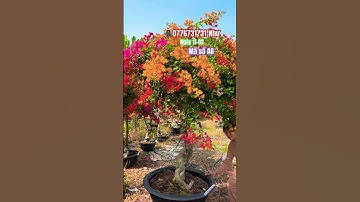 Ngũ sắc thái một cốt siêu to..#shortvideos