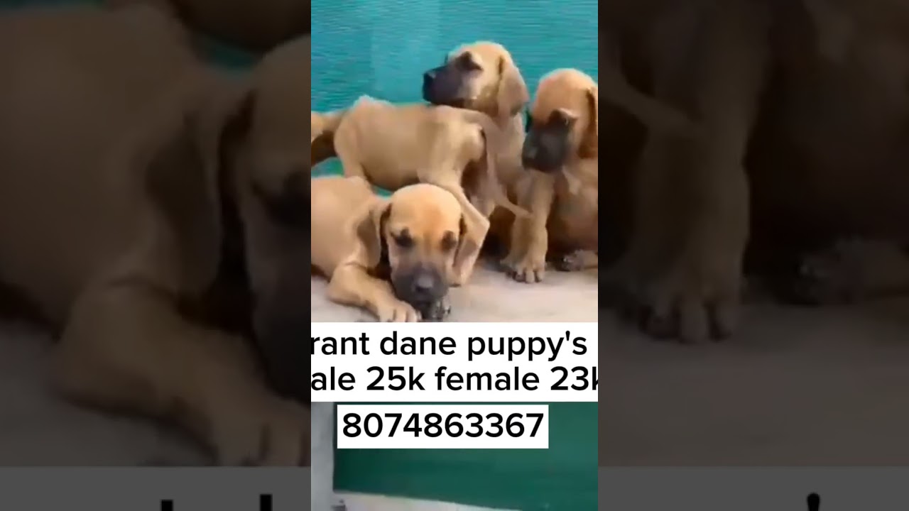 Grant Dane puppy s Sale 