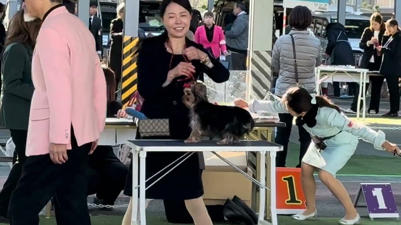 埼玉西ハッピーライフケンネルクラブ展2026.02.14 ウィン君今日も頑張りました