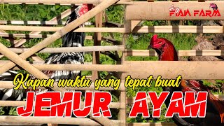 WAKTU YANG TEPAT UNTUK JEMUR AYAM ADUAN || Ang FIAN FARM