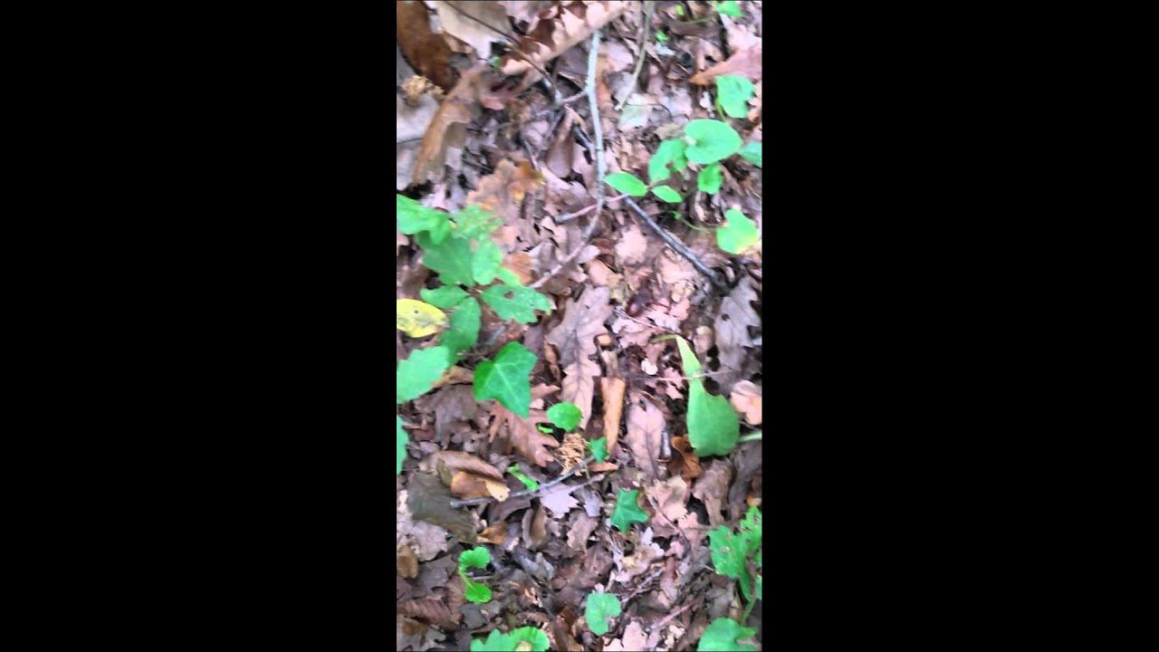 Mantar Tirmit - YouTube