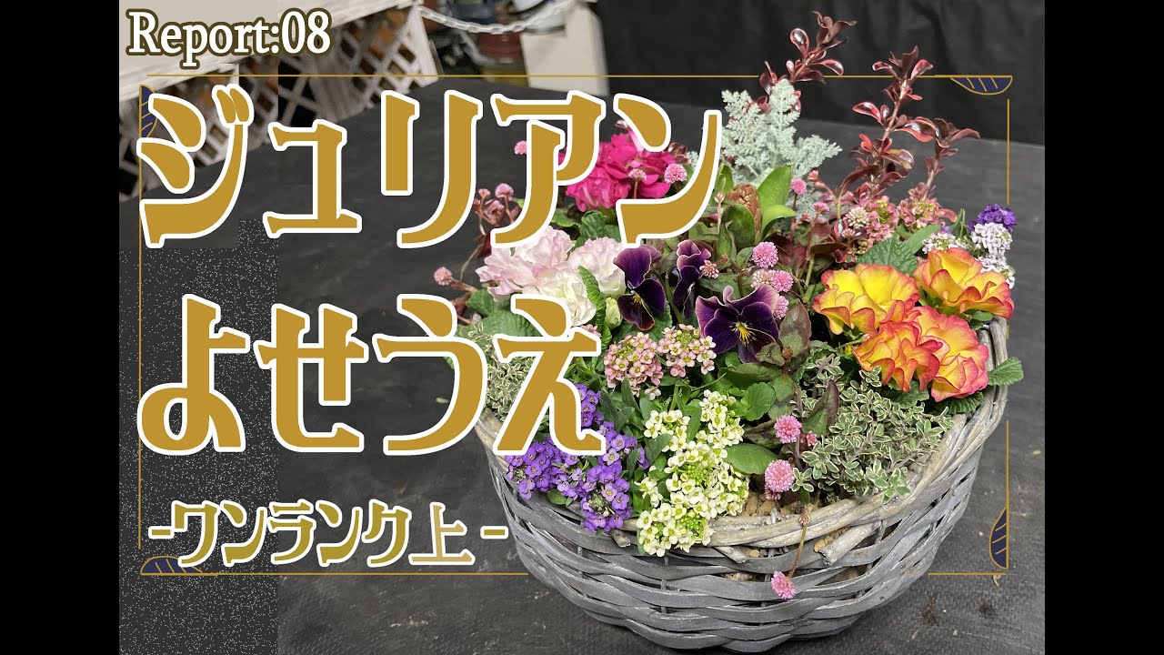 Gardening] A guide to a premium Primula and Julian planting (with