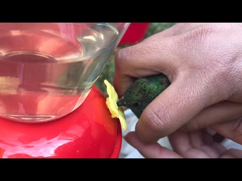 Video: ¿Los comederos para colibríes deberían estar a la sombra?