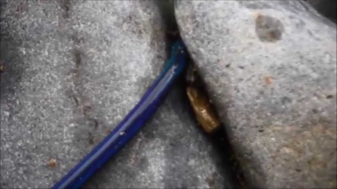 山ミミズ Youtube