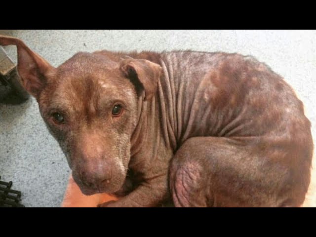 second chance pitbull rescue