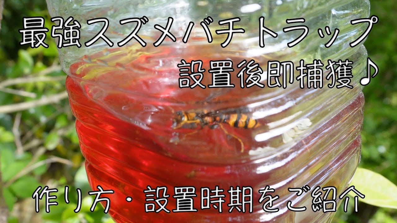日本みつばち捕獲用トラップ Amazon.co.jp: ミツバチトラップ ハチ捕獲器 昆虫トラップ 吊り
