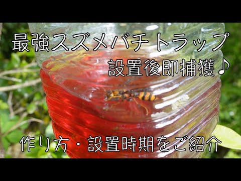 日本みつばち捕獲用トラップ 61eBDr6H1jL._UF350,350_QL50_.jpg