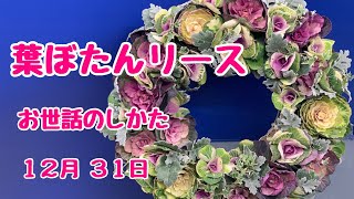 初心者向け葉ぼたんリース！お世話のしかたも簡単です