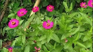 Indahnya suasana kembang di depan rumah