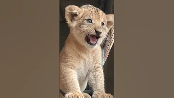 صوت الاسد الصغير الشبل 
