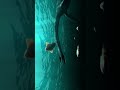 Gnarly Plesiosaur Hunts Prey In Deep Sea #dinosaur