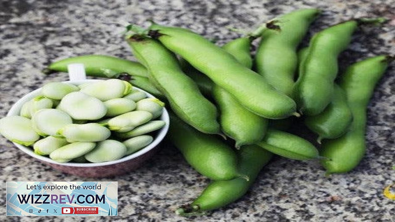 Bean Fava/Broad Broad Windsor – Seeds Review