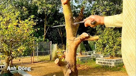 Khắc phục 2 cây mai bị suy yếu