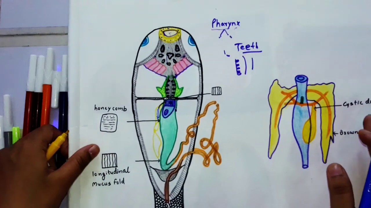Labeo Rohita//Digestive System - YouTube