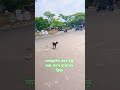 আল্লাহ আপনি আমাদের সকলকেই মাফ করে দেন 🤲🤲 #islamicvideo #youtubeshorts #viralshort #trending #viral