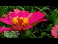 Phul Phuli| Rupam Bhuyan| Ashim Chutia| Latest Assamese song 2018 Whatsapp Status Video Download Free