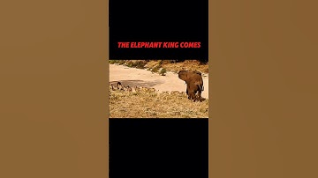 lion king vs king of the jungle #trending #animals #wildlife #shorts #elephant #lion #youtubeshorts