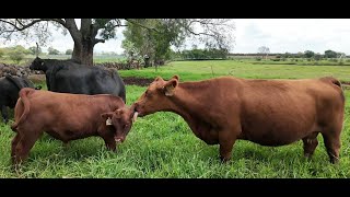 P350 Las vacas de Rancho Buenavista, corazón de su ganadería