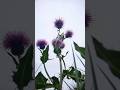 #thistle #🪻#Scotland #nature #beautiful