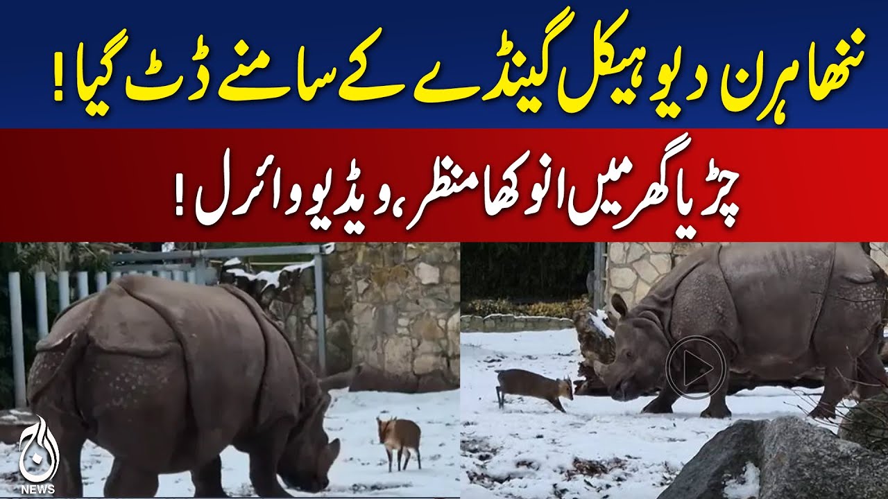 Small Deer vs Rhinoceros | Viral Animal Video | Wild Encounter Clip | Aaj Pakistan News