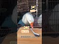 阿錢錢錢鵝轉湯匙🥄篇~2025.11.23#eat #我要上推薦#cute#萌寵#sing＃鵝寶寶#小鵝#小茉莉#錢錢＃鵝寶寶鵝鵝日常影片