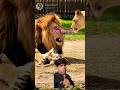 😄 lion family😄 #lion #indiansafari #comedyfilms #comedyfilms #funny #funny #lionnation #lionnation