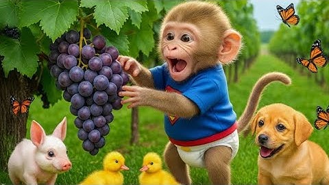 Monkey Bon Bon Drives Tractor to Rescue the Missing Duckling Surprising Farm Adventure! | A..