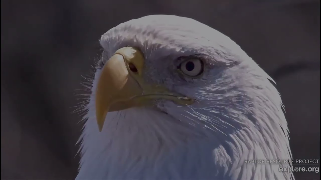 Decorah North Eagles 2-25-26, 12:43 pm UM & DNF to nest, DNF tests fit