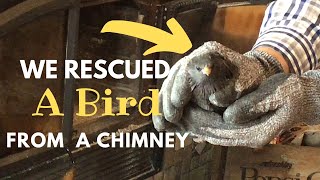 Rescuing Bird from Chimney