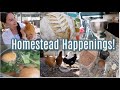 Homestead Happenings! Chicken Update, Bulk Brownie Mix, Chicken Stock, Butter, Cheese, Homestead 101