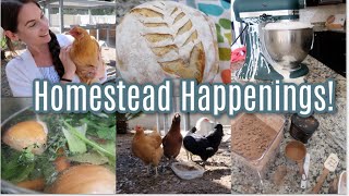 Homestead Happenings! Chicken Update, Bulk Brownie Mix, Chicken Stock, Butter, Cheese, Homestead 101