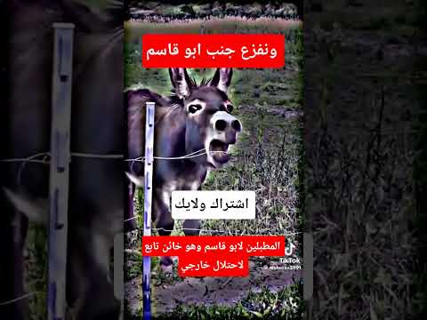 ونفزع جنب ابو قاسم ترند عدن نفزع جمب ابو قاسم أخبار اليمن اكسبلور اهميه دويتو تيك توك لايك 