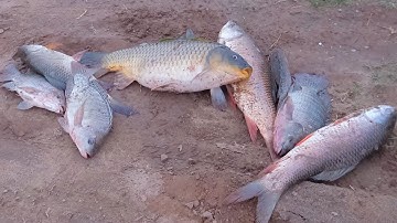 Câu cá giật như thế này mới đã cái tay