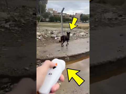 طارد الكلاب السحري النهاية صادمة