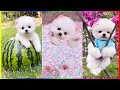 The Funniest and Cutest Pomeranian Dogs in the World 😍 Chó Phốc Sóc Dễ Thương Nhất Thế Giới 🐾 #538