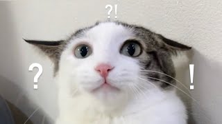 내가 왜..?!!! ㅣ건강검진 동물병원 방문