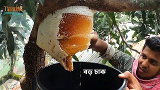 গ্রামের বাড়িতে মৌচাক কাঁটার দৃশ্য, Resimi