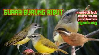 suara burung ribut cocok buat pikat