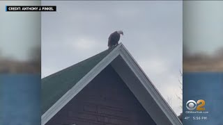 Pair of American bald eagles spotted nesting in Brooklyn
