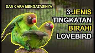 3 Tingkatan Lovebird BIRAHI Lengkap dengan CIRI dan CARA MENGATASINYA