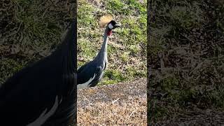 #shorts カンムリヅルの鳴き声　千葉市動物公園　2024年3月14日　IMG 0832