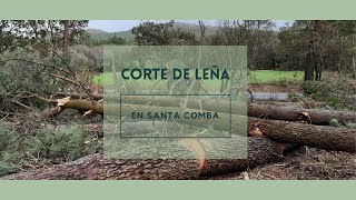 Corte de Leña en Santa Comba | Trabajos Forestales| Rosalía Valero