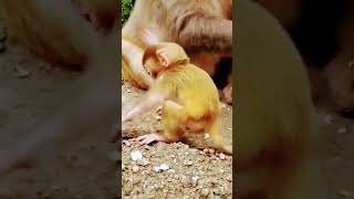 #monkey #cute #baby #lagur #bandar #animals #animal #sorts #trending #comment