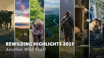 Rewilding Europe 2023 Highlights | End of Year Recap | Another Wild Year!