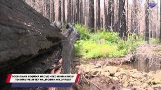 Does giant sequoia grove need human help to survive after California wildfires?